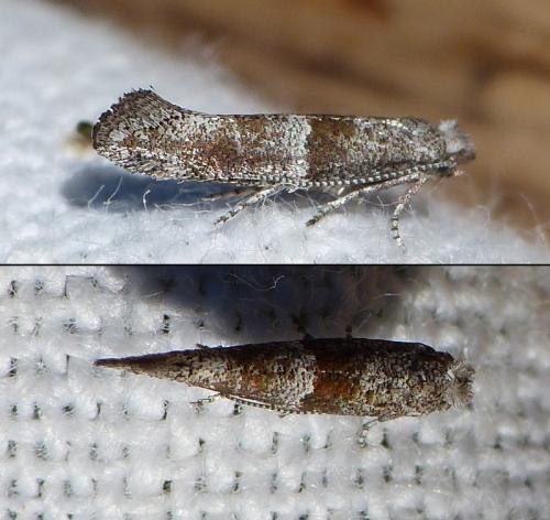 Cedestis subfasciella